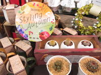 MIDORI 「Styling Autumn」