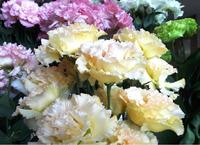 リシアンサス 長野県の誇るお花です>