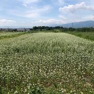 今日のそば畑です