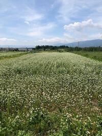 今日のそば畑です